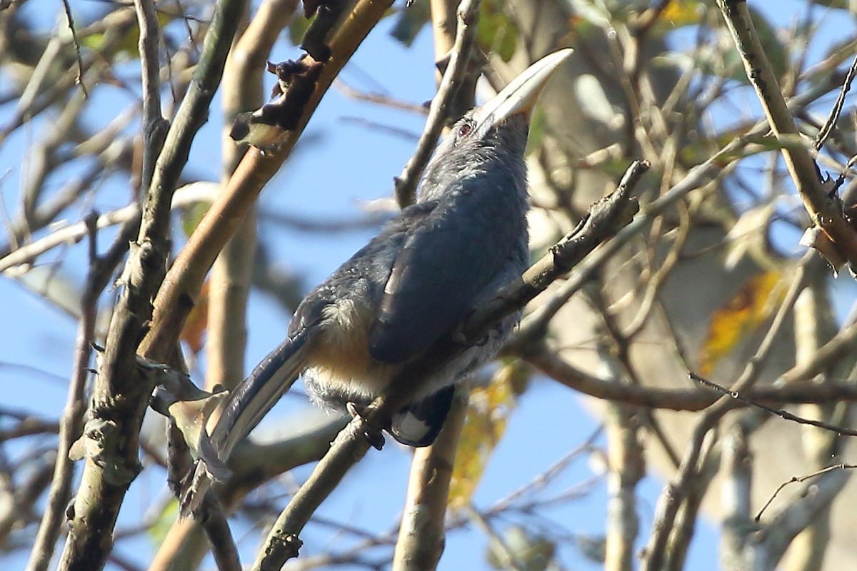 Malabar Gray Hornbill - ML619228564