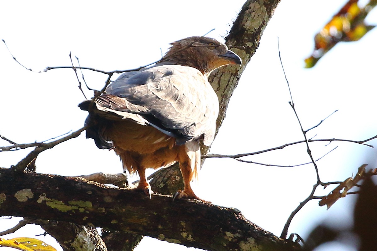 Crested Serpent-Eagle - ML619228606