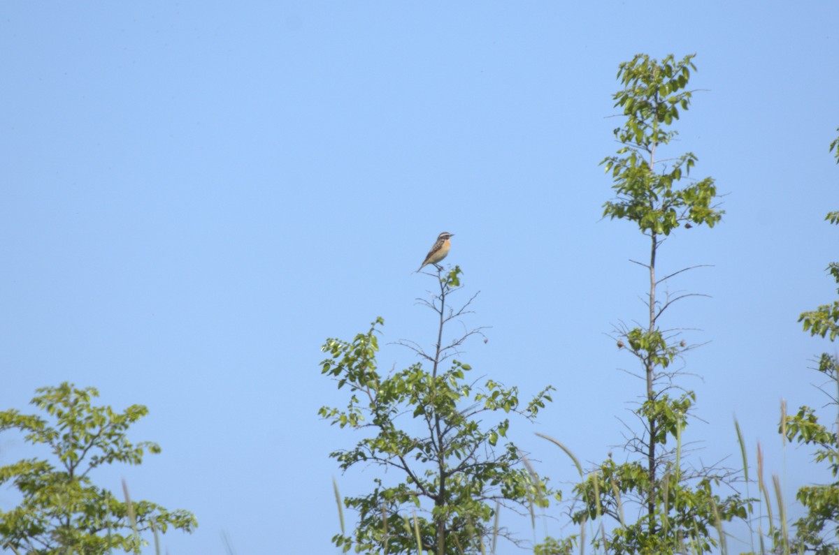 Whinchat - ML619228607