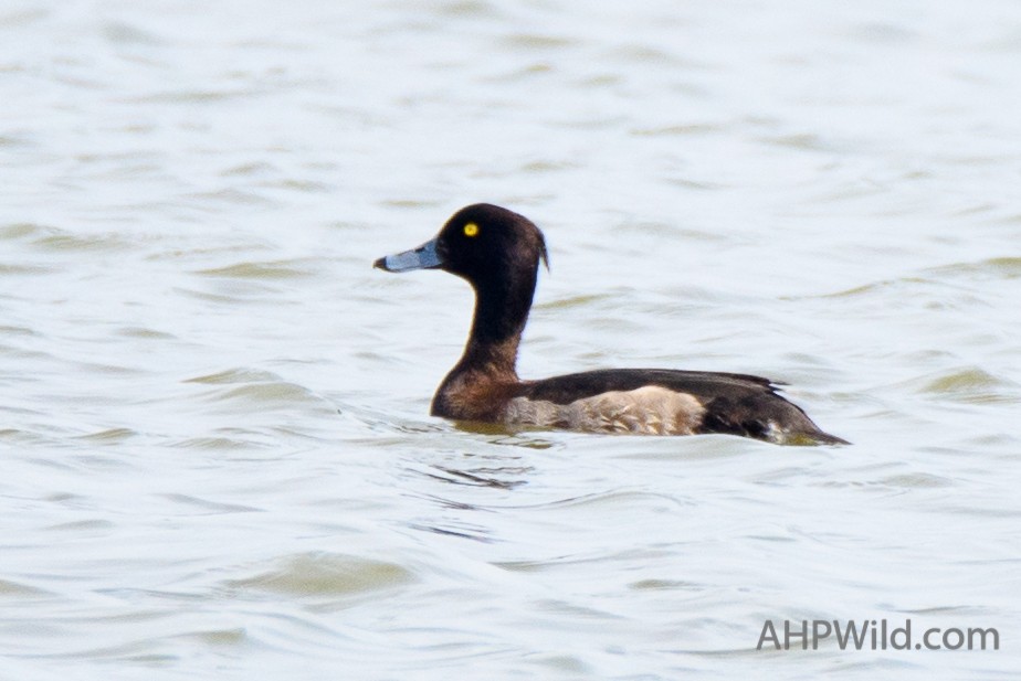Tufted Duck - ML61922861