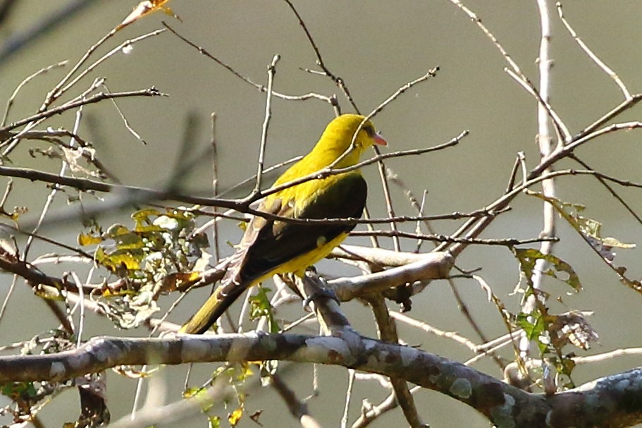 Indian Golden Oriole - ML619228616