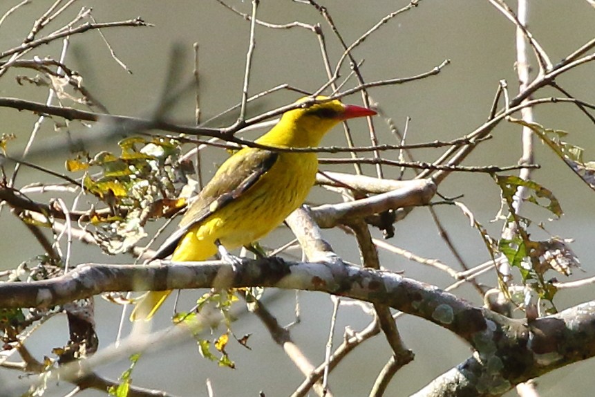 Indian Golden Oriole - ML619228617