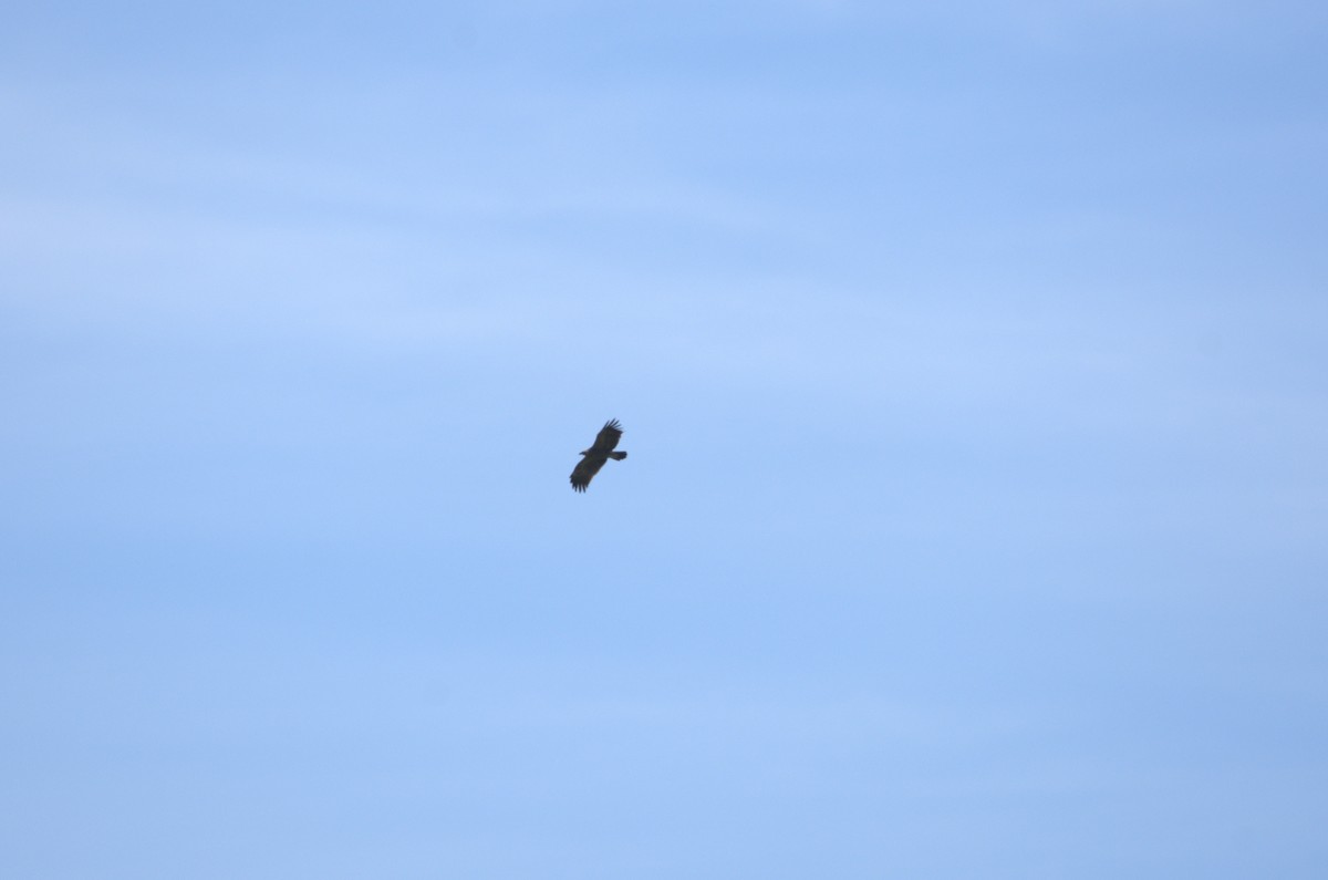 Lesser Spotted Eagle - ML619228636