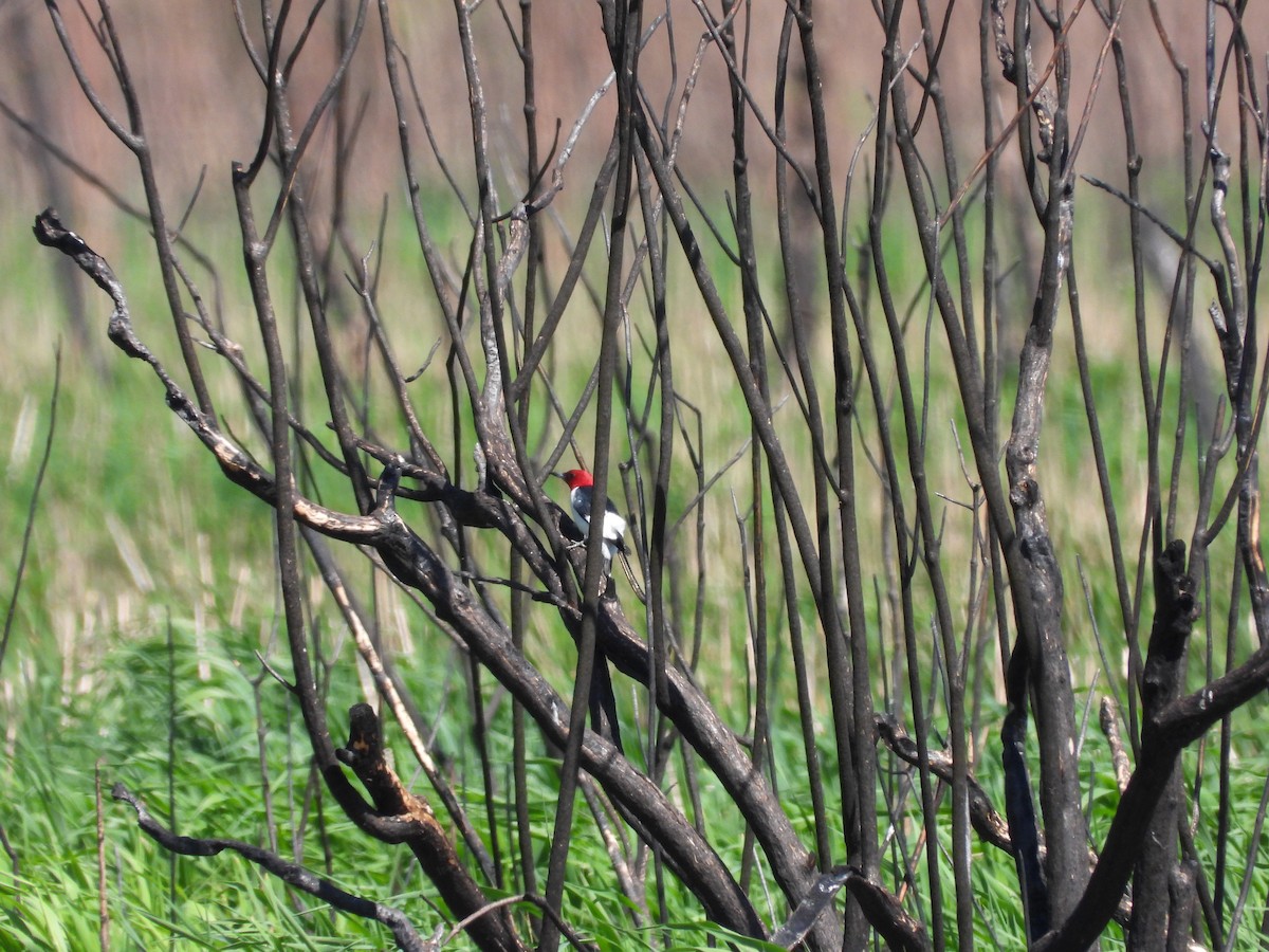 Red-headed Woodpecker - ML619228695