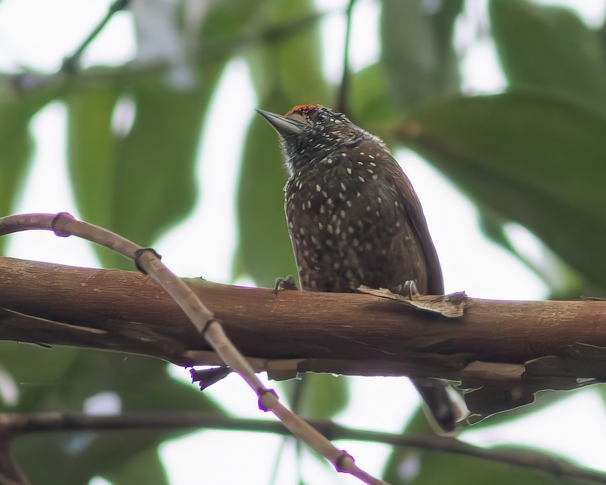 Spotted Piculet - ML619228696