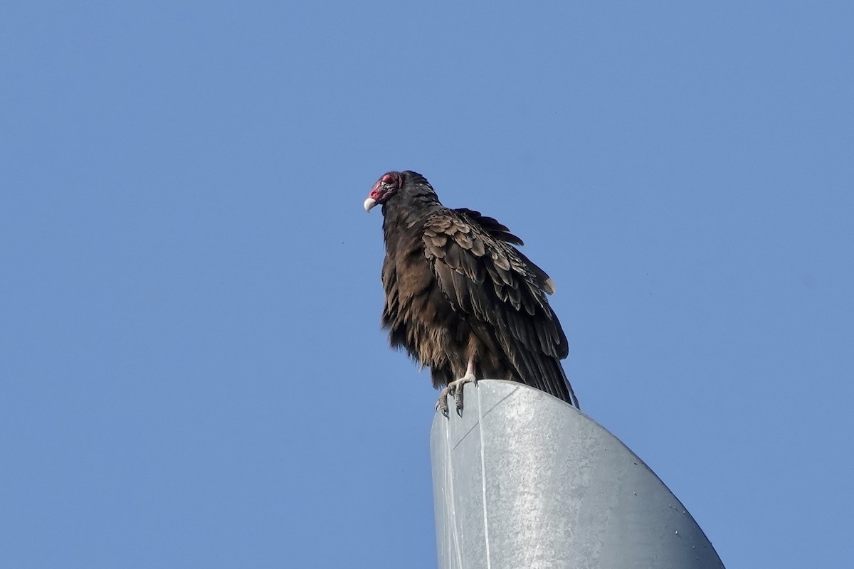 Turkey Vulture - ML619228706