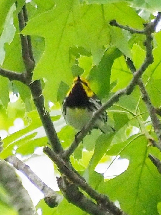 Black-throated Green Warbler - ML619228744