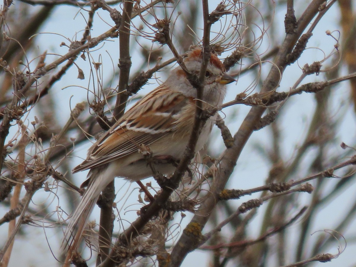 American Tree Sparrow - ML619228749