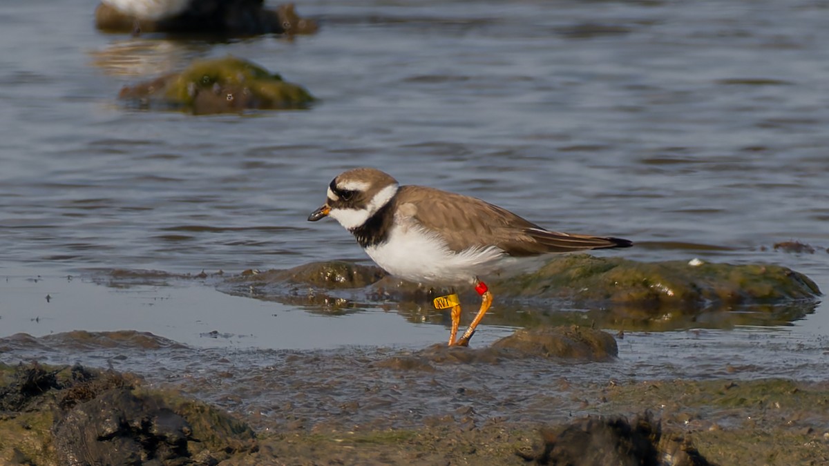 Common Ringed Plover - ML619228775
