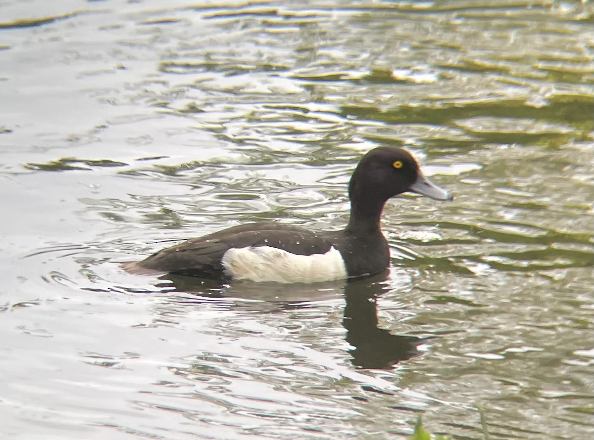 Tufted Duck - ML619228780