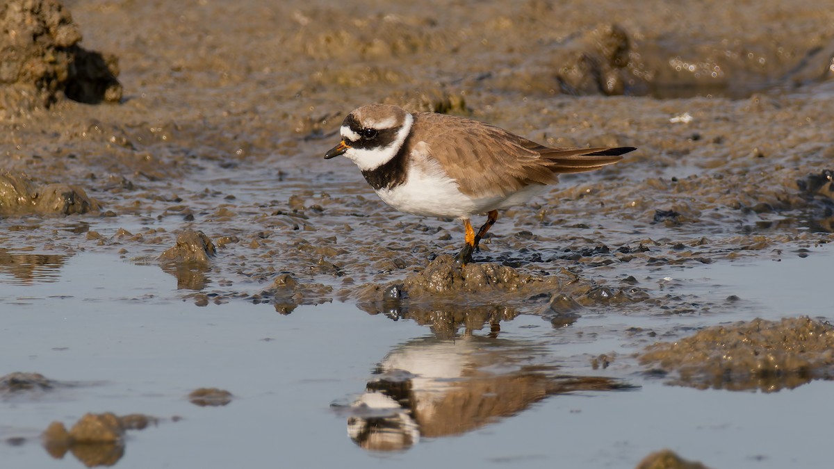 Common Ringed Plover - ML619228816
