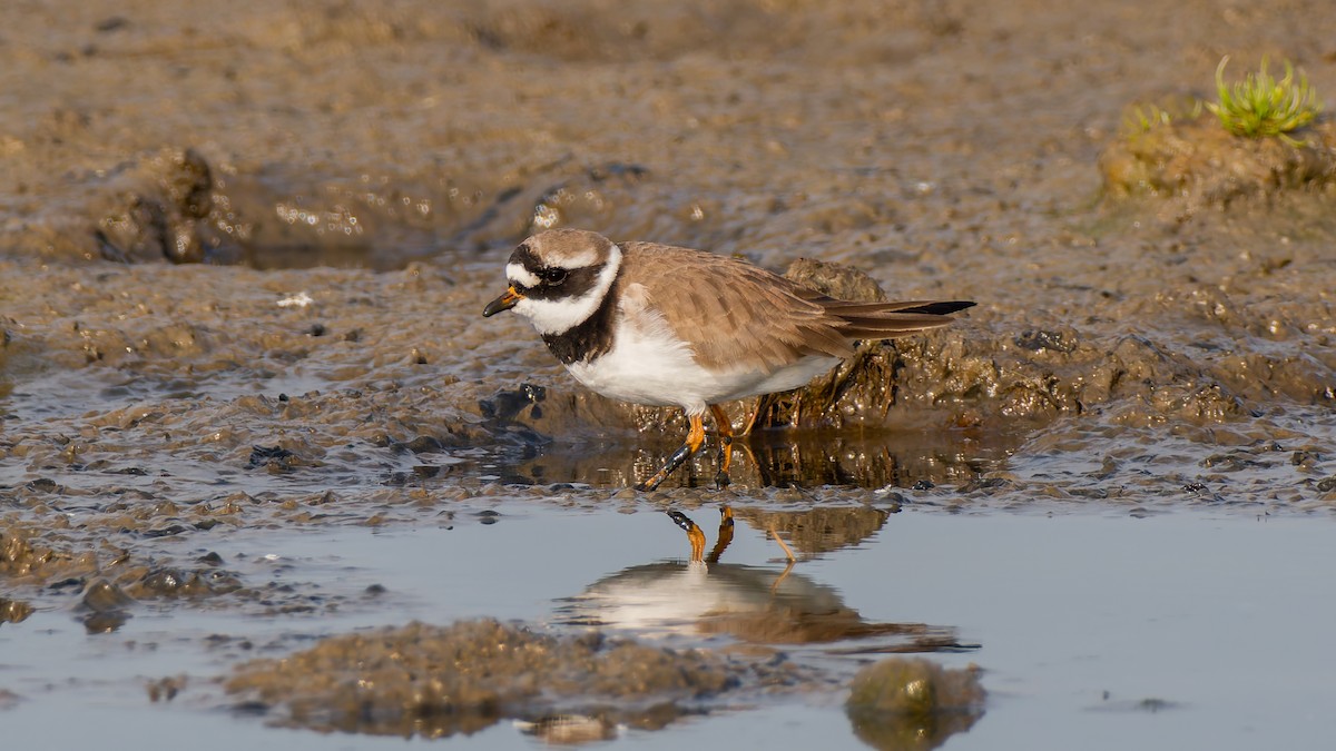 Common Ringed Plover - ML619228845