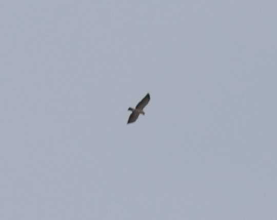 Short-tailed Hawk - ML619228849