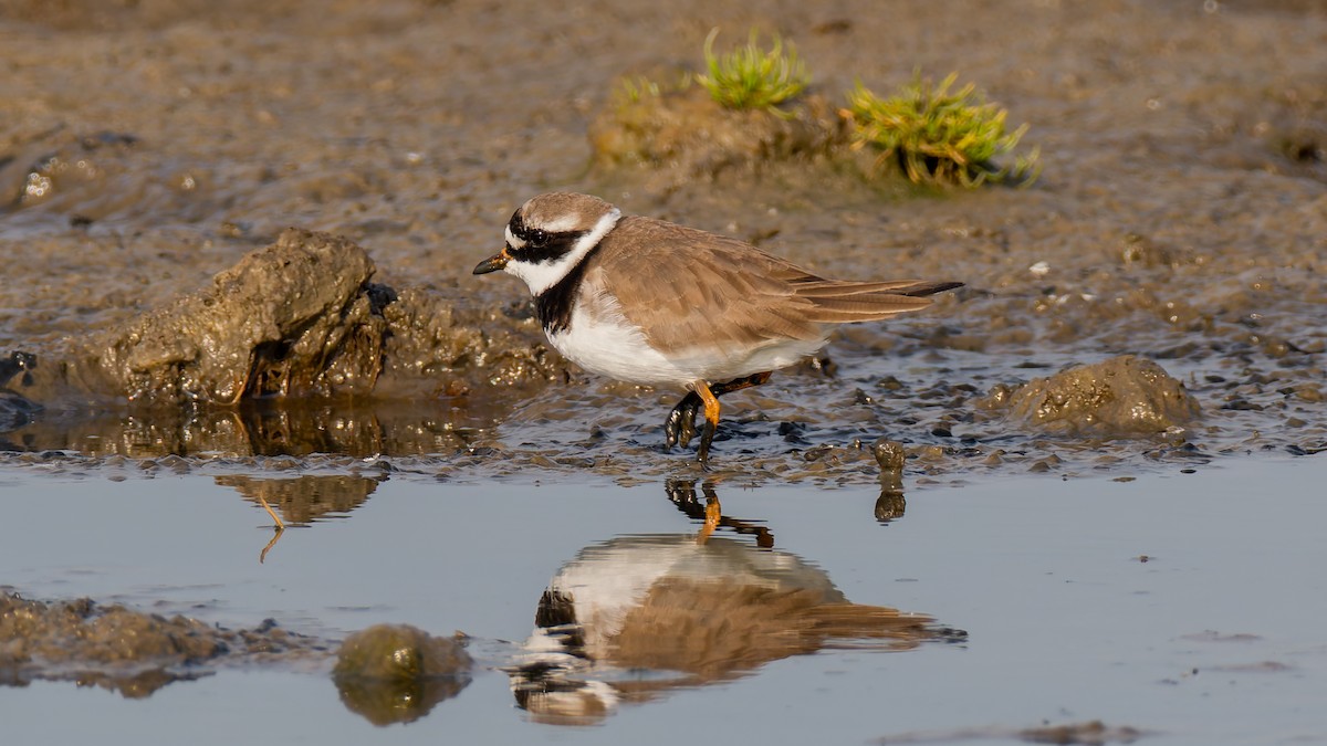 Common Ringed Plover - ML619228856