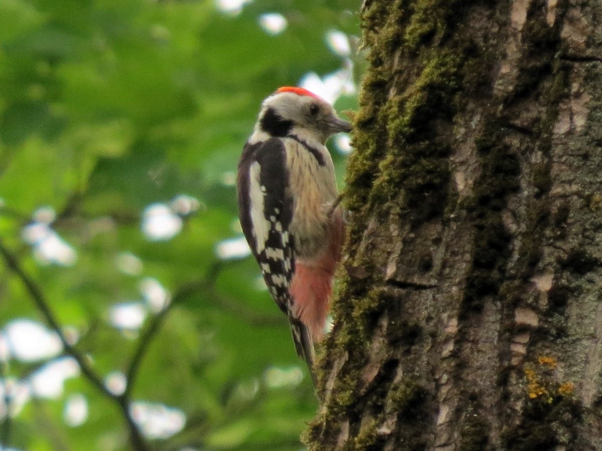 Middle Spotted Woodpecker - ML619228857