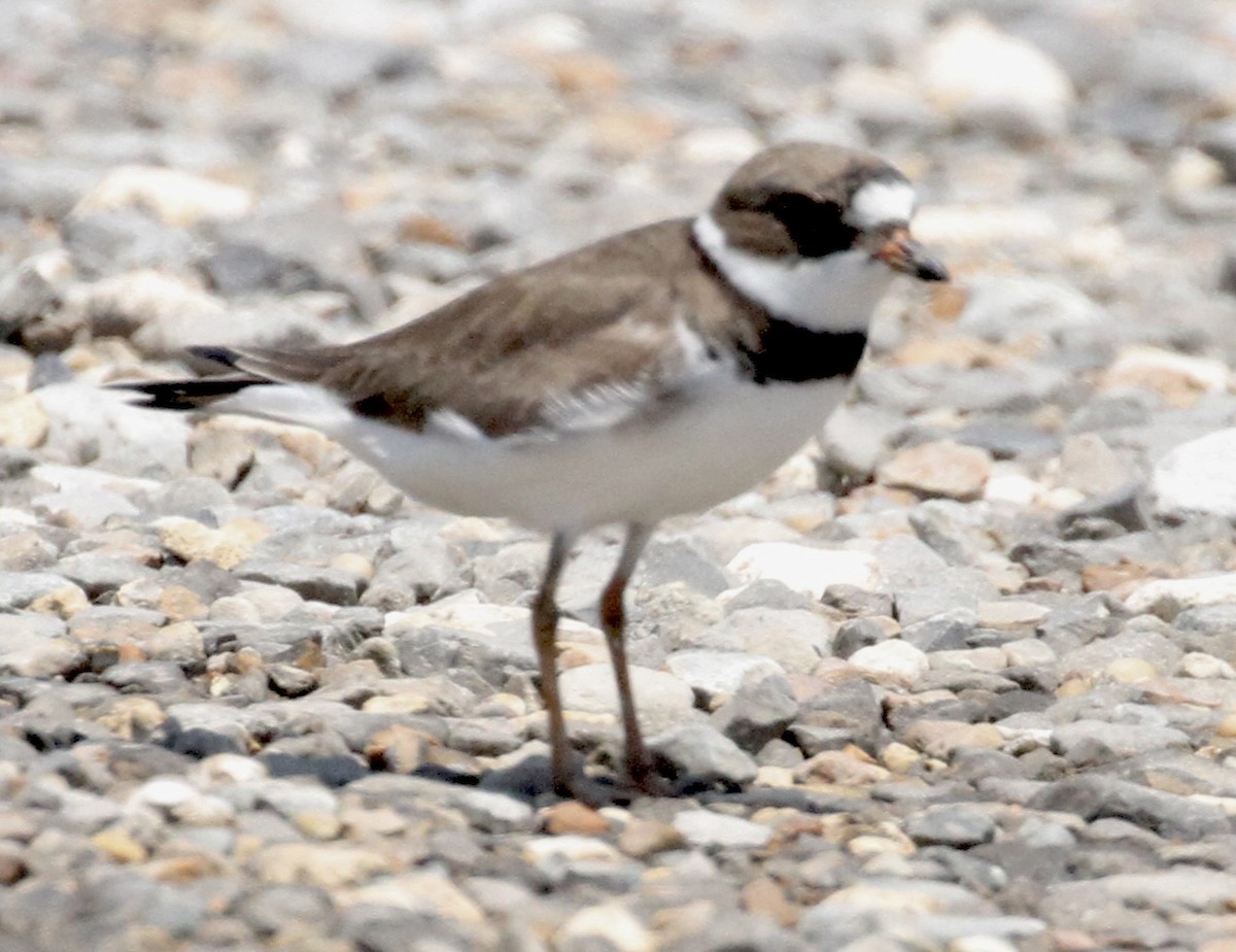 Semipalmated Plover - ML619228858