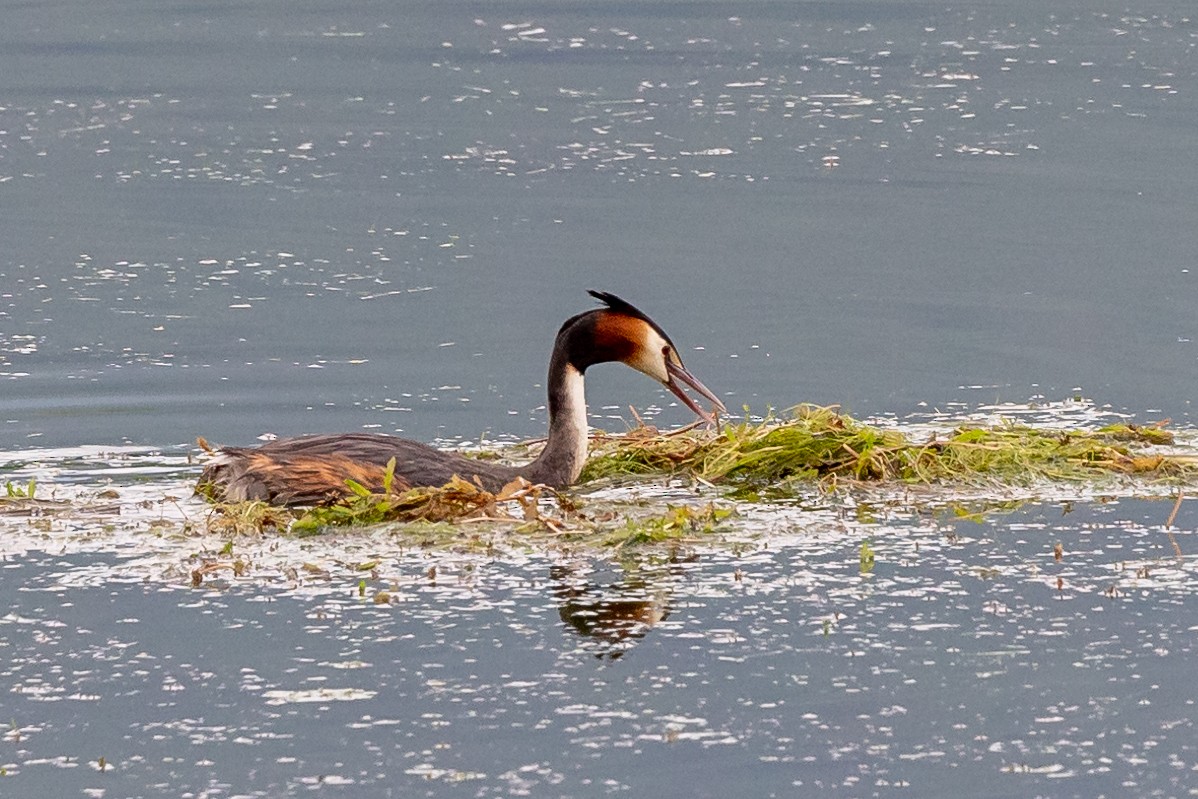 Great Crested Grebe - ML619228864