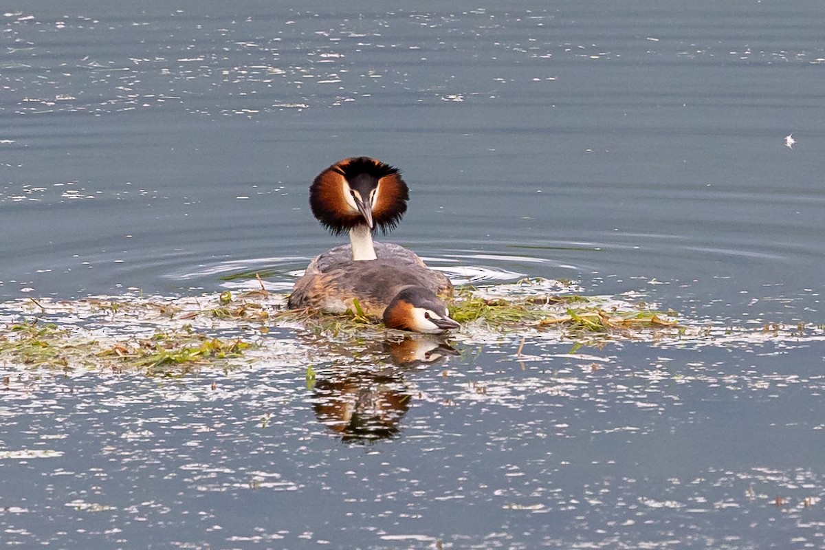 Great Crested Grebe - ML619228866