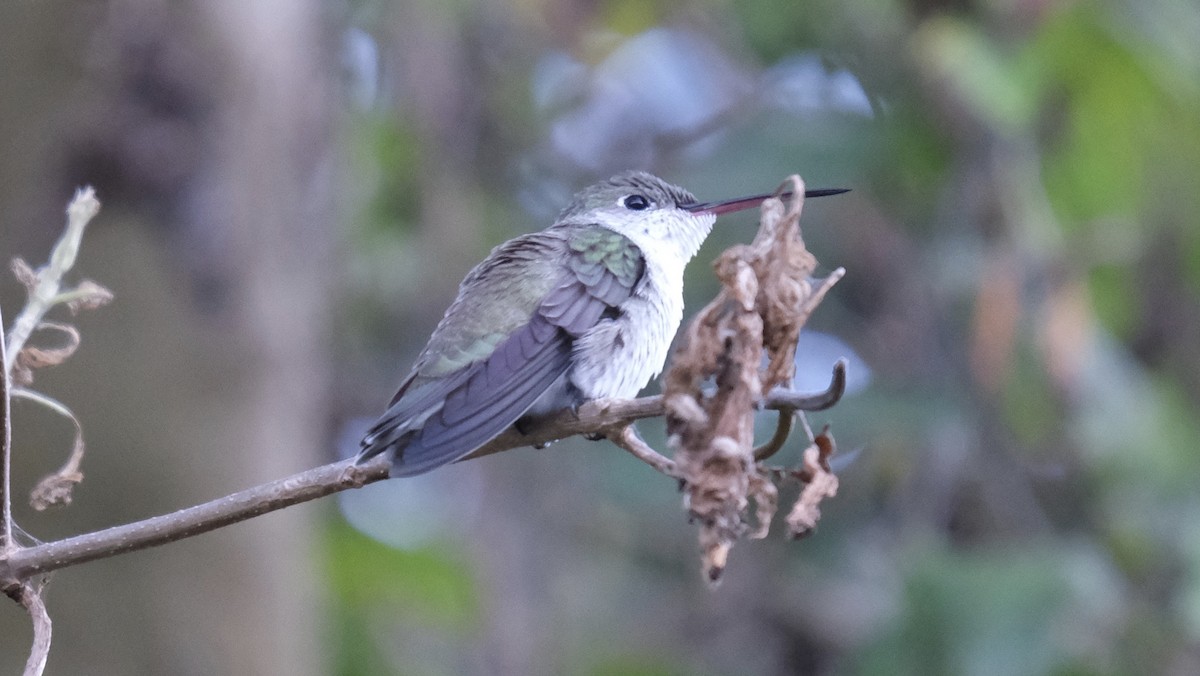 White-bellied Hummingbird - ML619228875