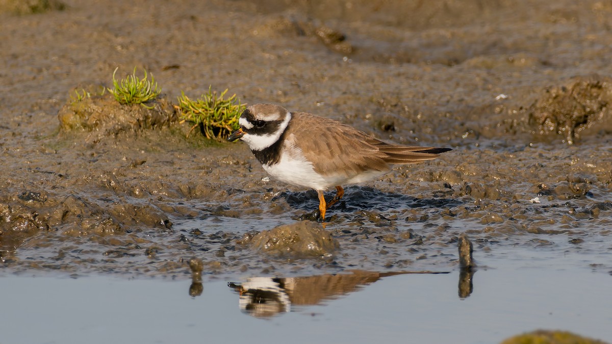 Common Ringed Plover - ML619228876