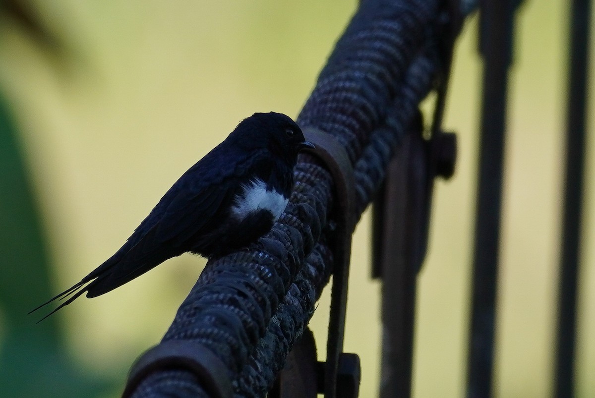 White-banded Swallow - ML619228893
