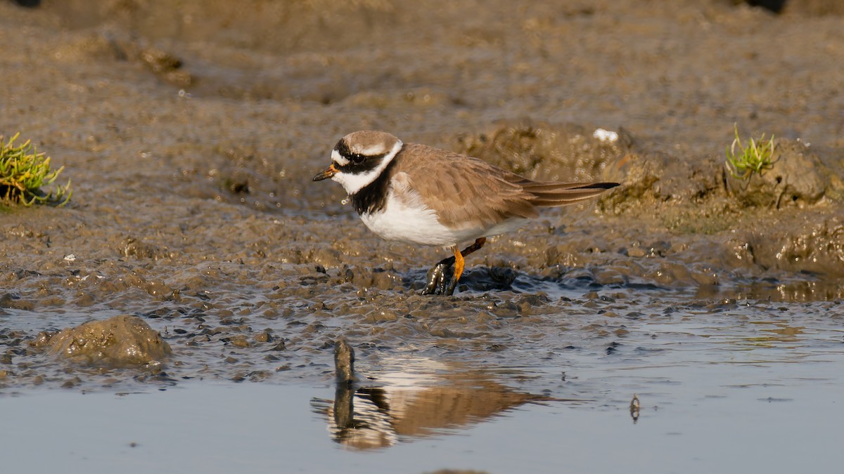Common Ringed Plover - ML619228902