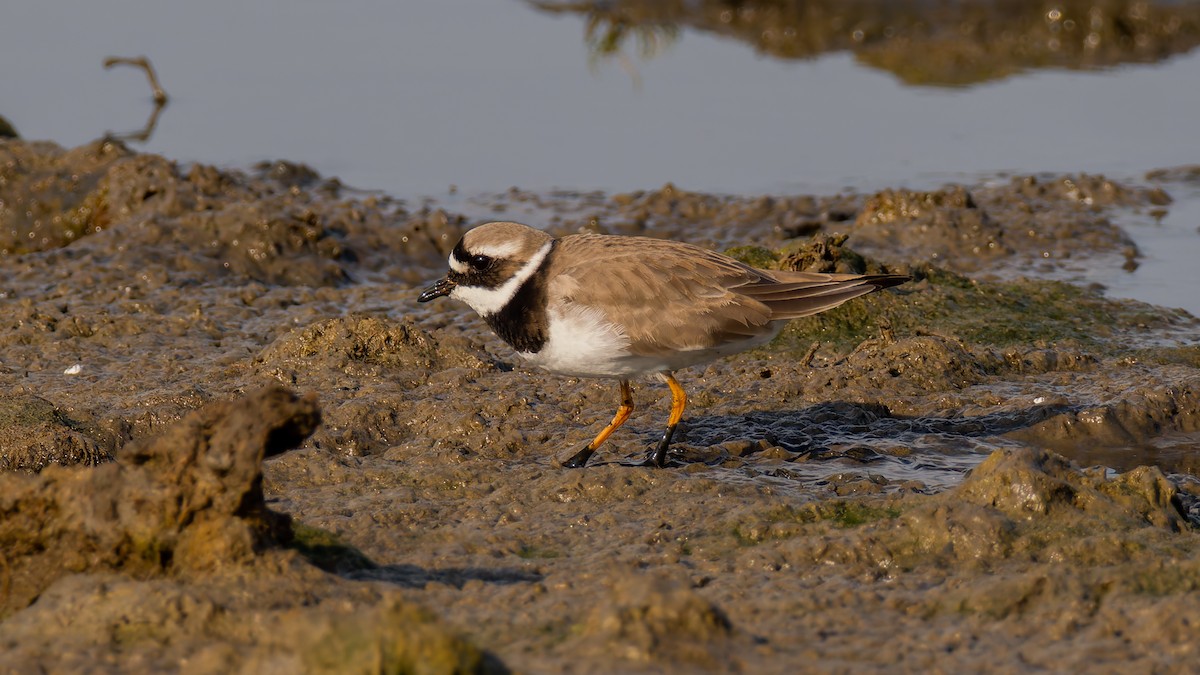 Common Ringed Plover - ML619228907