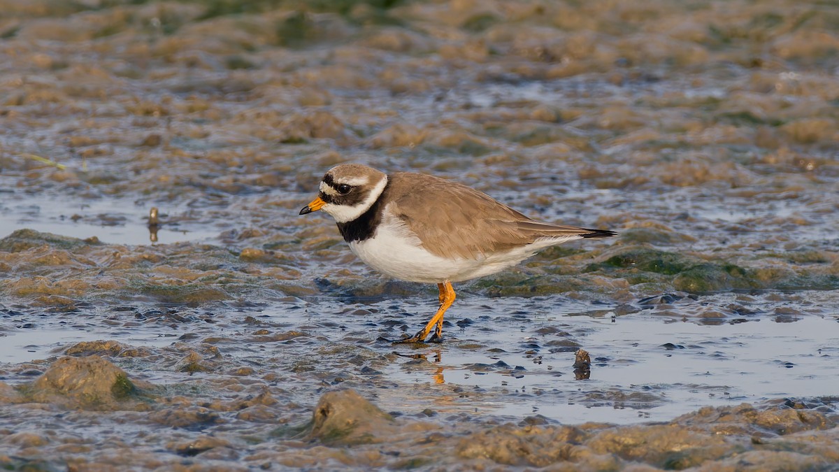 Common Ringed Plover - ML619228923
