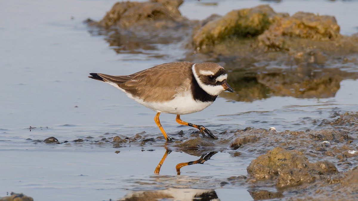 Common Ringed Plover - ML619228941