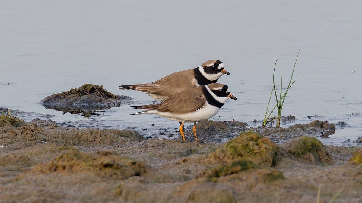 Common Ringed Plover - ML619228958