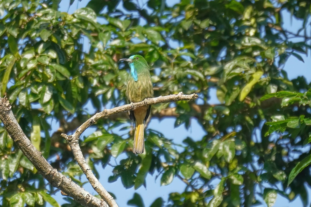 Blue-bearded Bee-eater - ML619228964