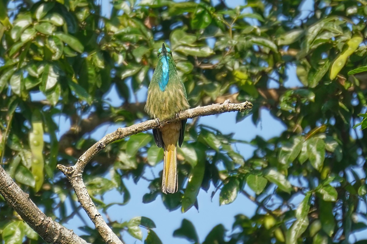 Blue-bearded Bee-eater - ML619228968