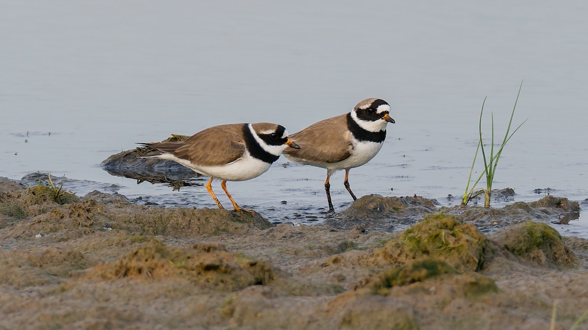 Common Ringed Plover - ML619228972