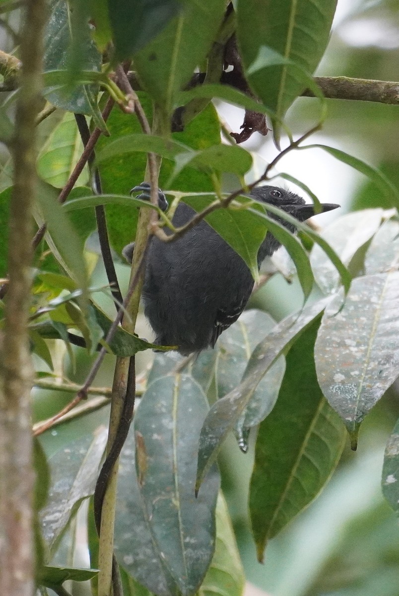 Blackish Antbird - ML619229016