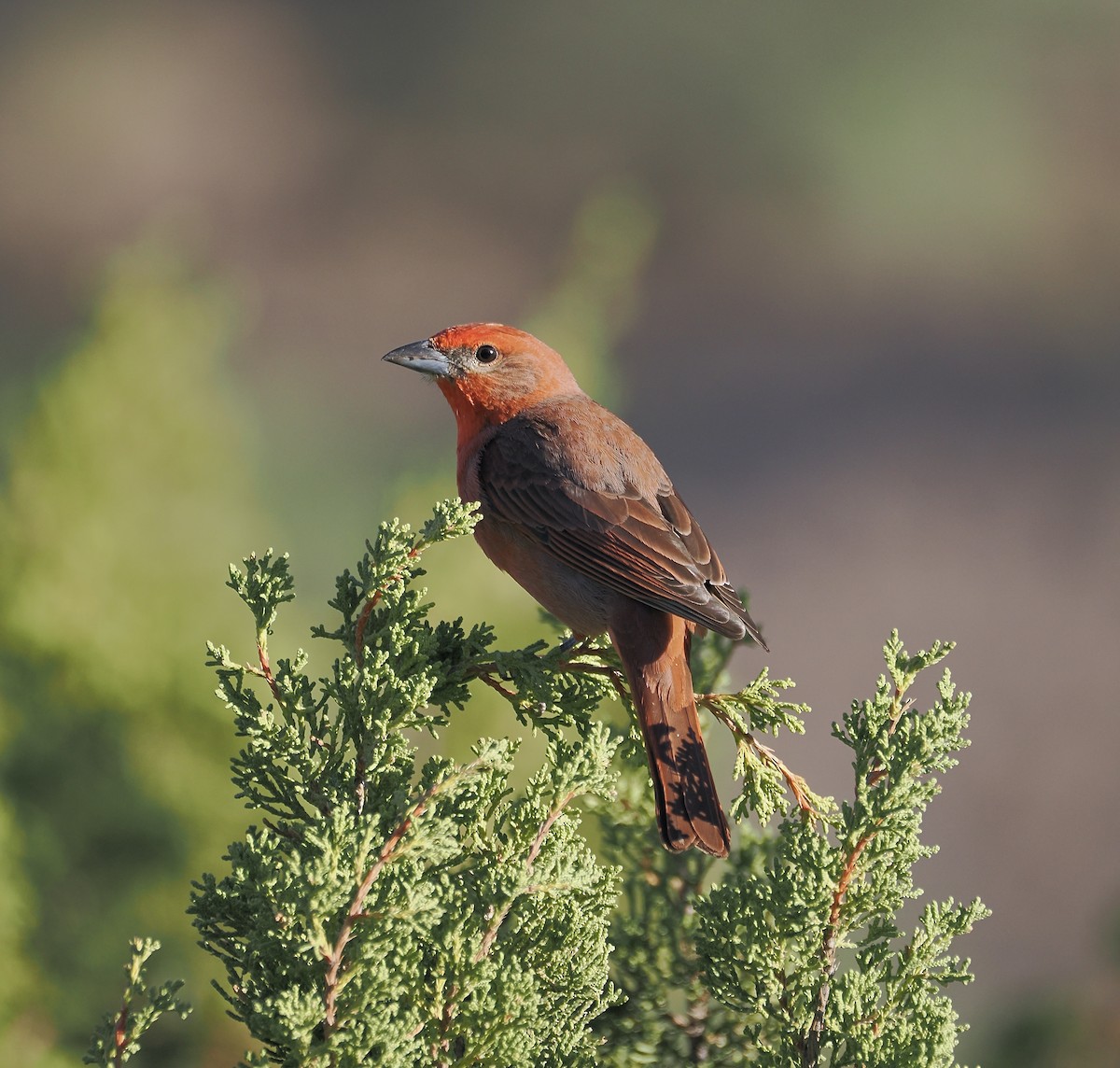 Hepatic Tanager - ML619229019