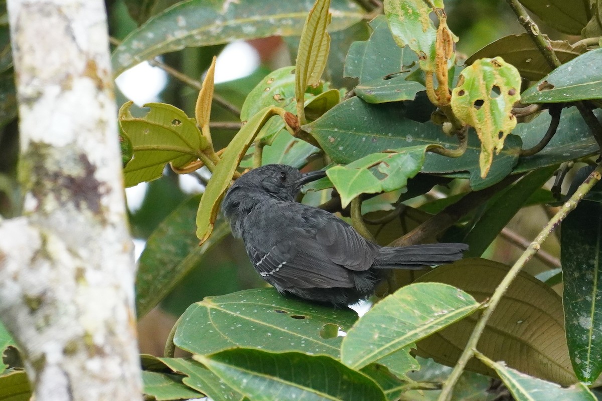 Blackish Antbird - ML619229022
