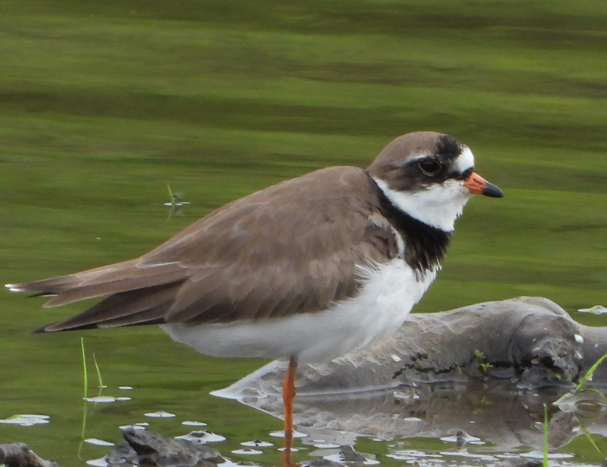 Semipalmated Plover - ML619229029