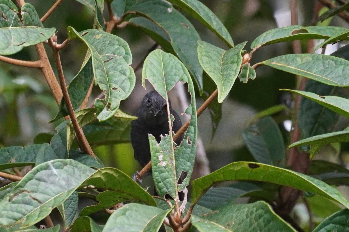 Blackish Antbird - ML619229038
