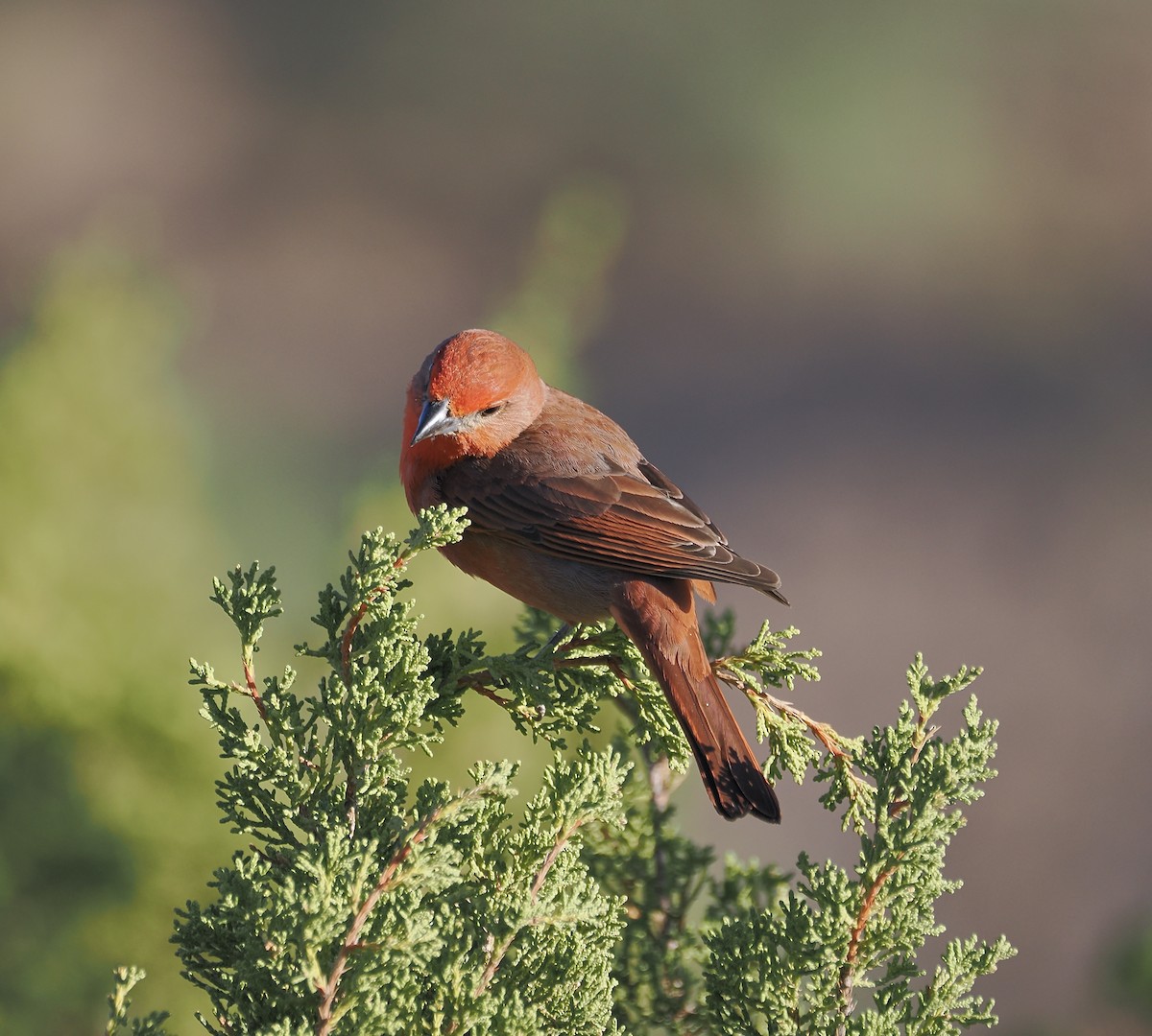 Hepatic Tanager - ML619229043