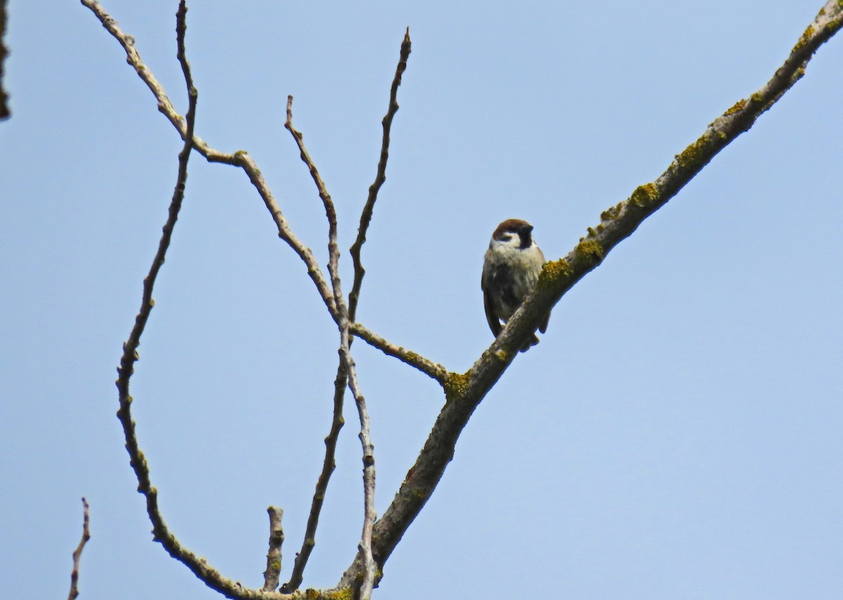 Eurasian Tree Sparrow - ML619229050