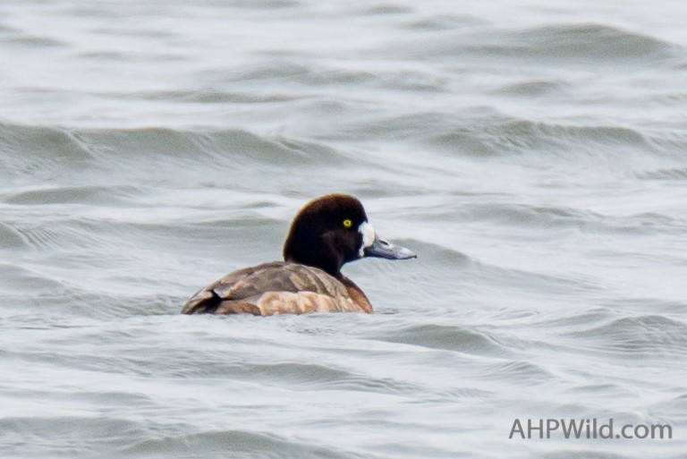 Greater Scaup - ML61922911