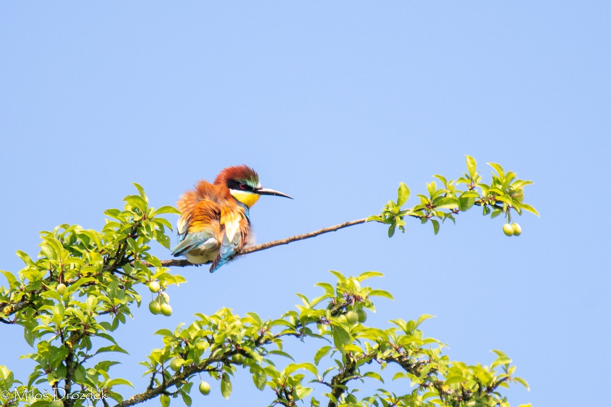 European Bee-eater - ML619229115