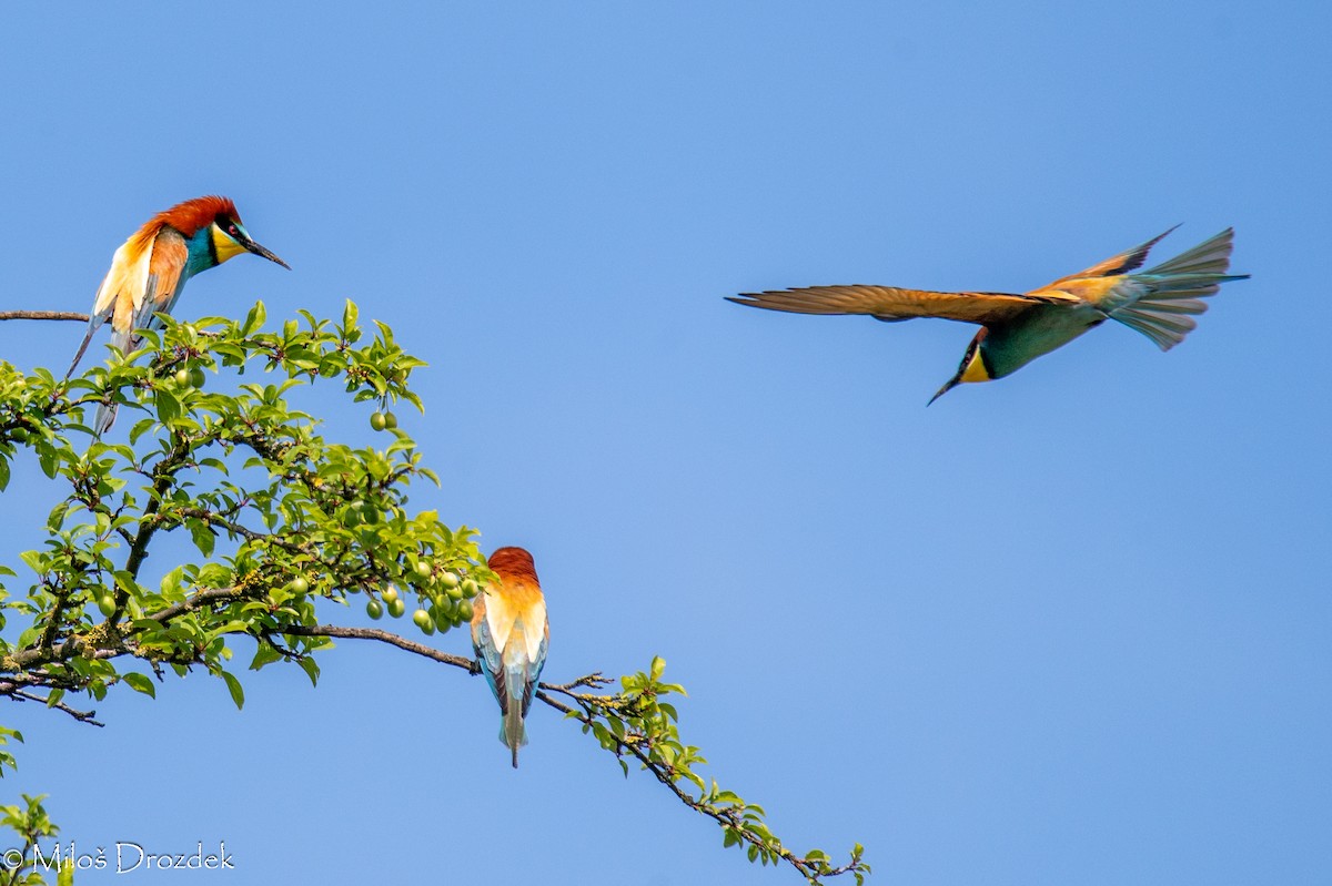 European Bee-eater - ML619229123