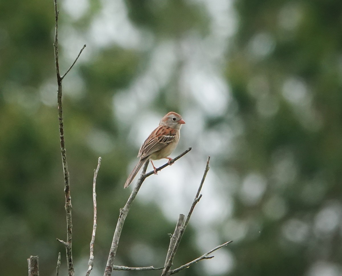 Field Sparrow - ML619229225