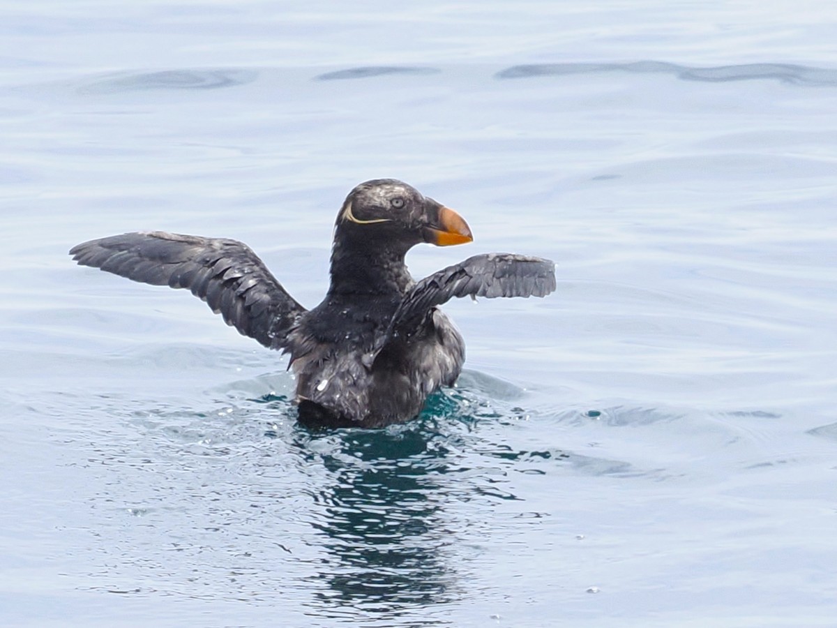 Tufted Puffin - ML619229314