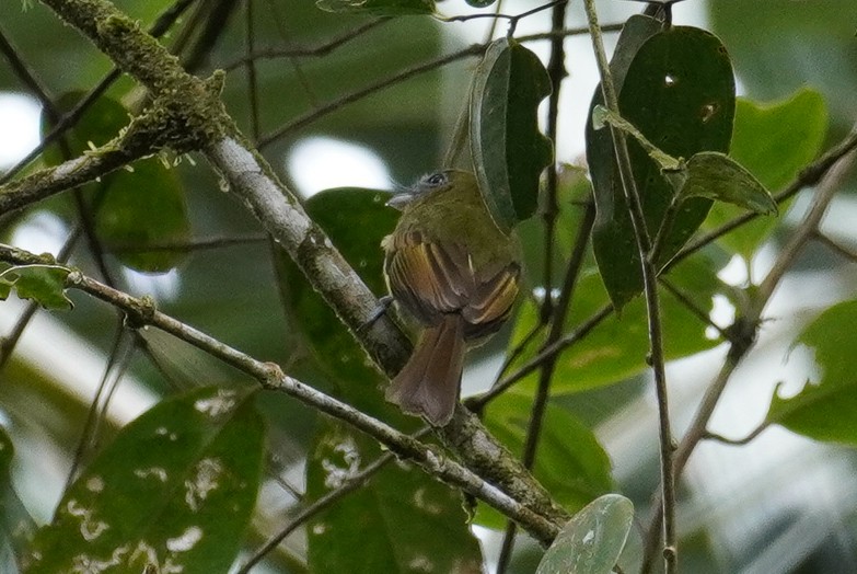 Fulvous-breasted Flatbill - ML619229347