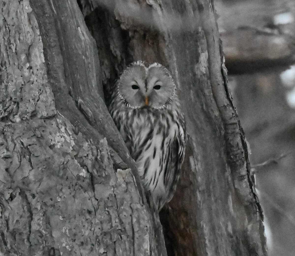 Ural Owl (Ural) - ML619229358