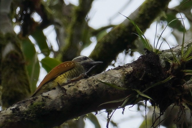 Yellow-vented Woodpecker - ML619229364