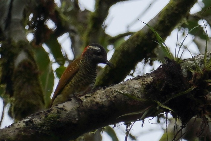 Yellow-vented Woodpecker - ML619229365