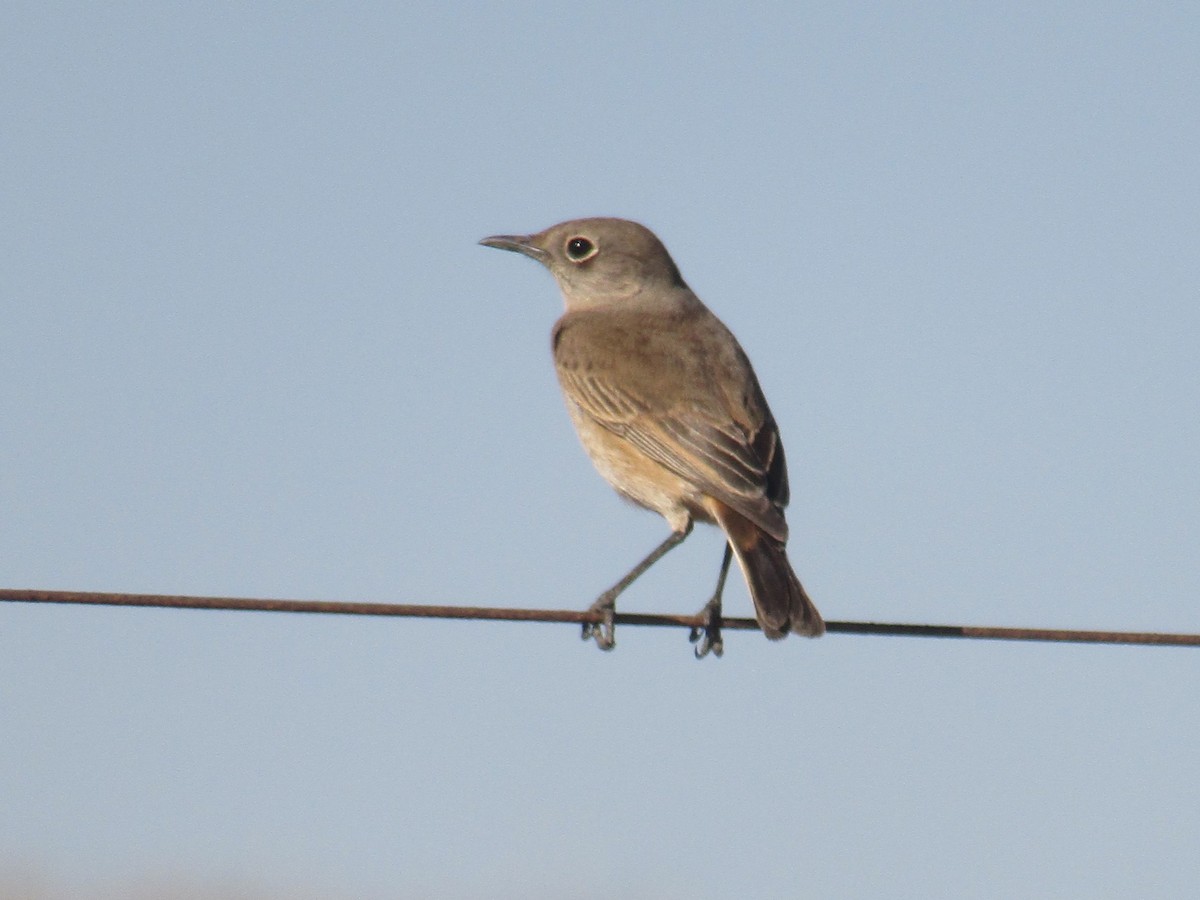 Sickle-winged Chat - ML619229418